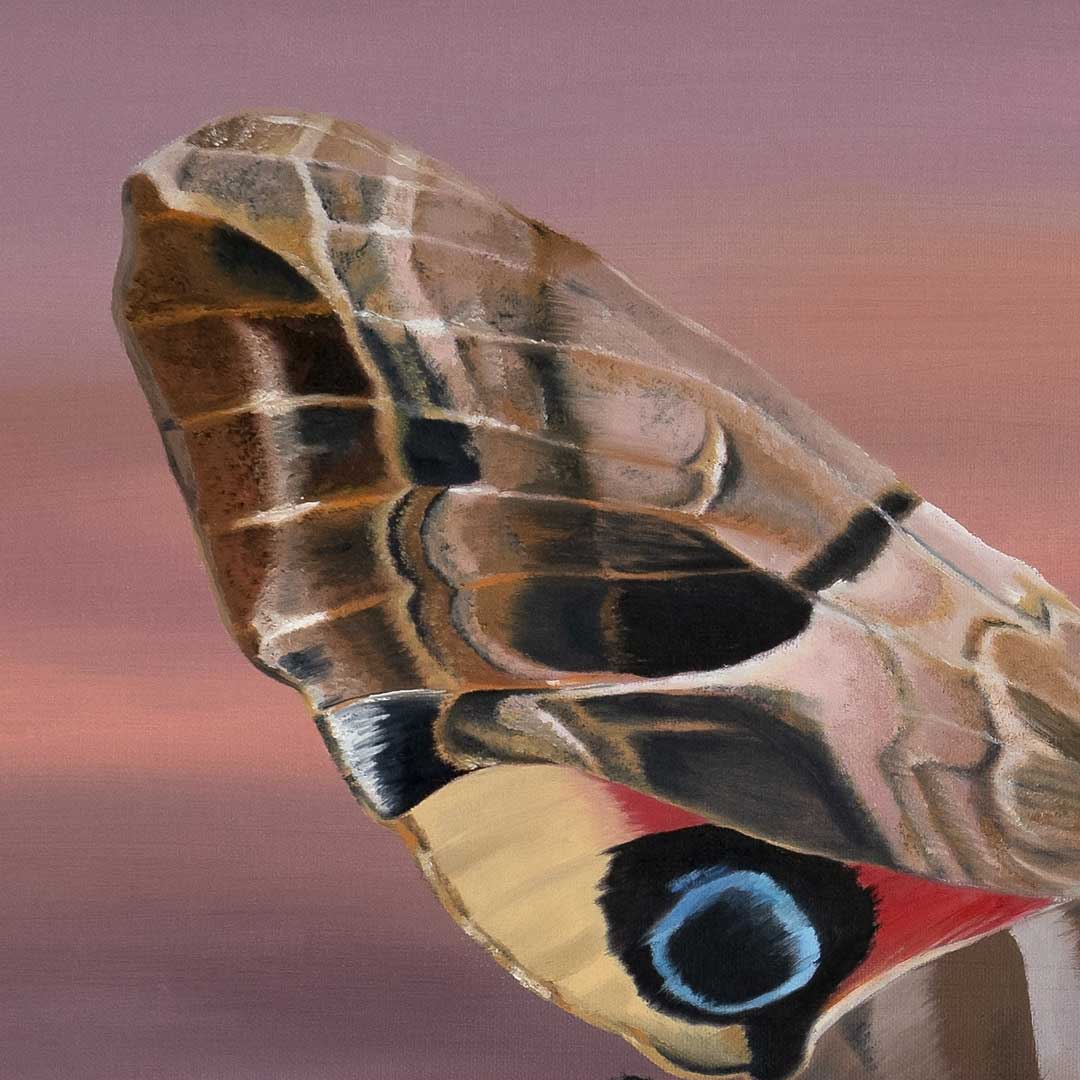 A Moth's Dream - SOLD 🔴