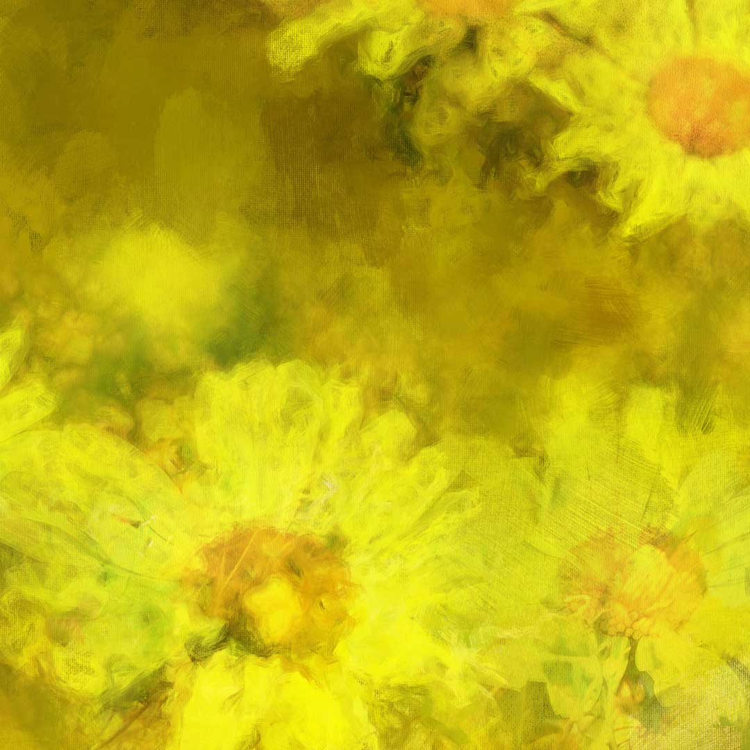 Love Daisy | Fine Art Print